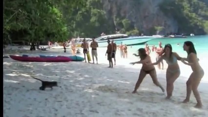 Crazy funny monkey - Compilation