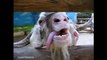 Funny Goats Videos - CRAZY Goats Screaming like Humans 2015 [NEW]