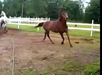 funny horses running like crazy