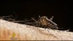 Zika virus: Human trials for vaccine to begin
