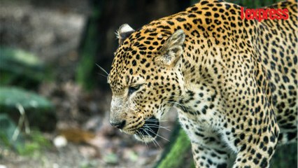 Brésil: incontrôlable, un jaguar abattu lors d'une cérémonie olympique