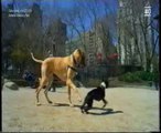 Mascotas: Juegos de perros