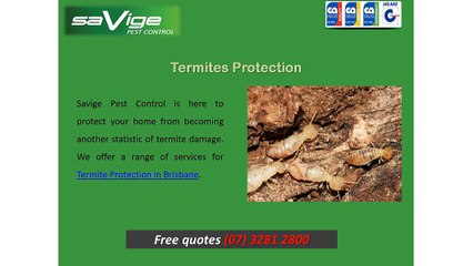 Termite Protection in Brisbane from Savige Pest Control