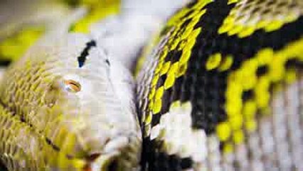Giant Snake Caught in Red Sea