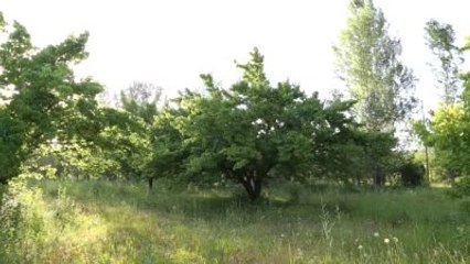 Kayısı Hasadı Başladı