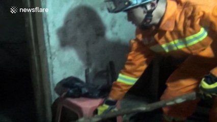 Firefighters catch a python in a bathroom