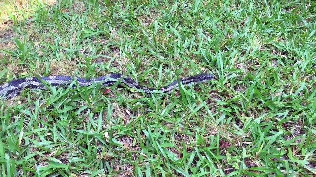 Elle parle et s'amuse avec un serpent et elle se fait mordre par surprise !