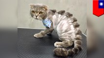 Taiwanese pet groomer shaves unique designs into your furry little friends