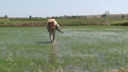 Çeltik Tavalarında Yabancı Otla Mücadele Başladı