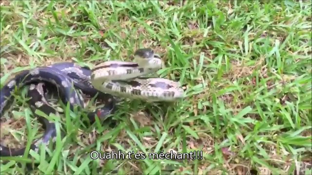 Un téléphone attaqué par un serpent.. impressionnant ! Comme la bêtise de la nana...