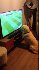 Quand ton chien adore regarder les matchs de football de l'euro 2016