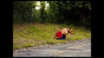 American Honey (2016)