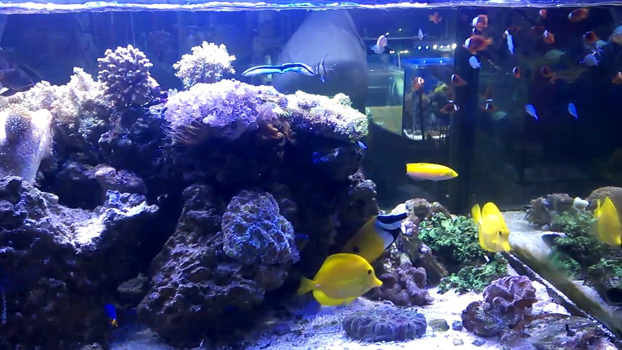 a reef aquarium in pet shop Adana TURKEY- Adana'da akvaryumcudaki reef akvaryumu