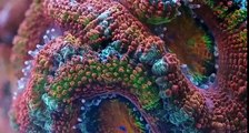 Evolutions de coraux sous-marins filmées en accéléré.. Superbe !
