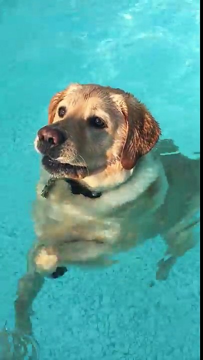 Un chien découvre qu'il a pied dans une piscine