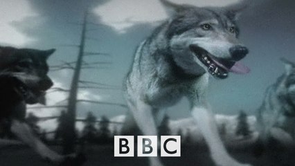 BBC Поле битвы. Волки