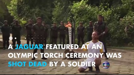 Jaguar posing for the Olympic torch ceremony, shot dead right after