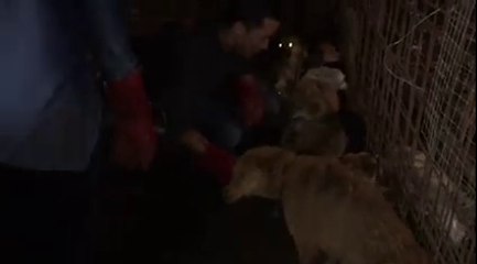 Libération de 1000 chiens d'un festival d'abattoir en chine !!