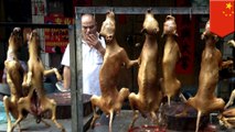 Chinese dog meat: dogs and cats rescued from being killed, eaten before Yulin festival - TomoNews