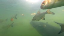 Poissons dans le bassin de refoidissement du réacteur de Tchernobyl