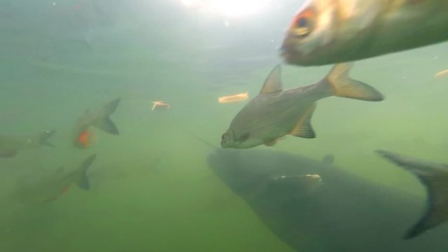 Poissons dans le bassin de refoidissement du réacteur de Tchernobyl
