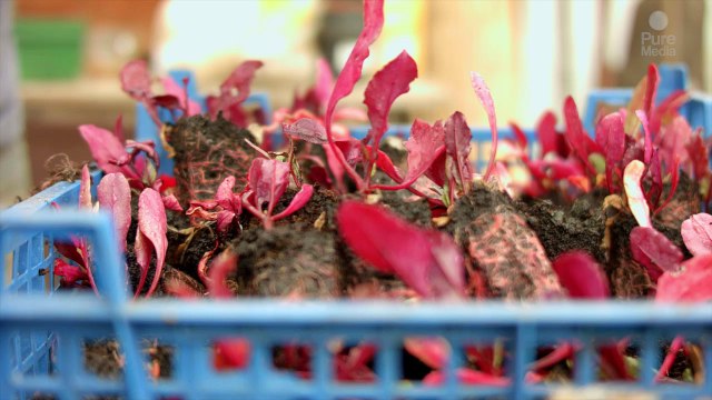 Sowing,harvesting, cooking for the VNG congres.