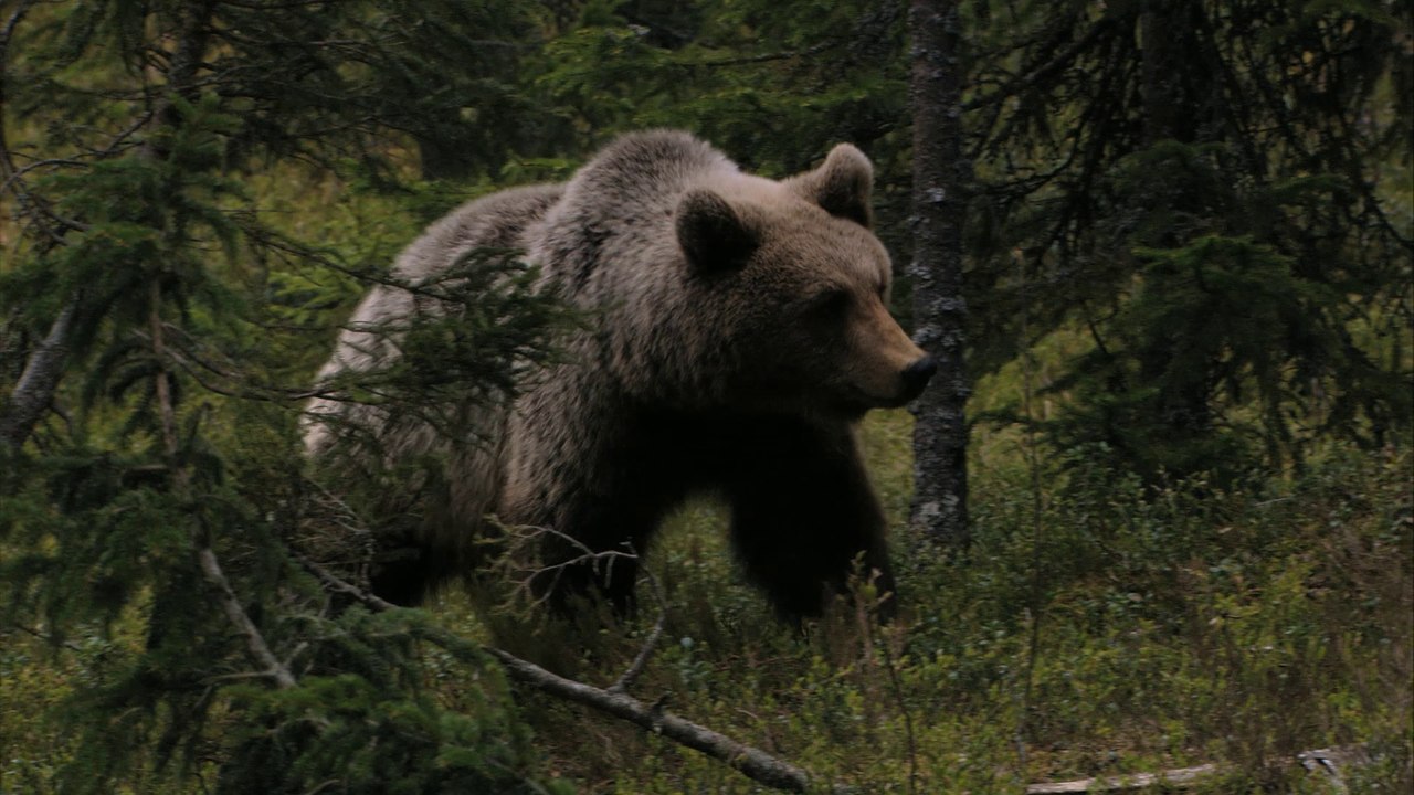 Des ours bien musclés