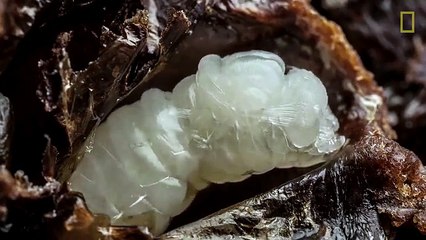 Un Affascinante Video Di 60 Secondi Mostra I Primi 21 Giorni Di Vita Di Un'ape