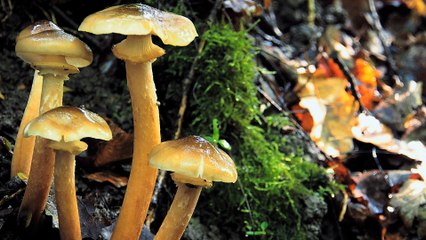 Les champignons  guérisseurs