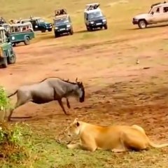 Un león enseñando a cazar a una leona