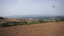 Buğdayda Çukurova ve Trakya'da Yüzler Gülüyor, Konya'da Üretici Endişeli