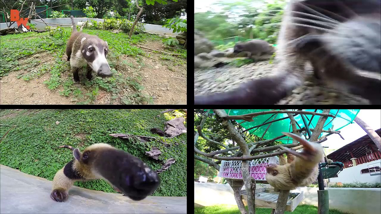 Sloth vs Sloth!