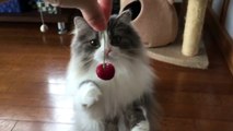 Un chat touche délicatement une cerise