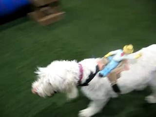 Rare Breed Night @ Unleashed Indoor Dog Park 10/25/2009