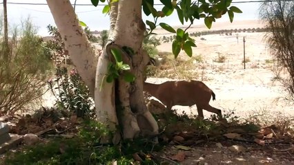 Two Horned Nubians