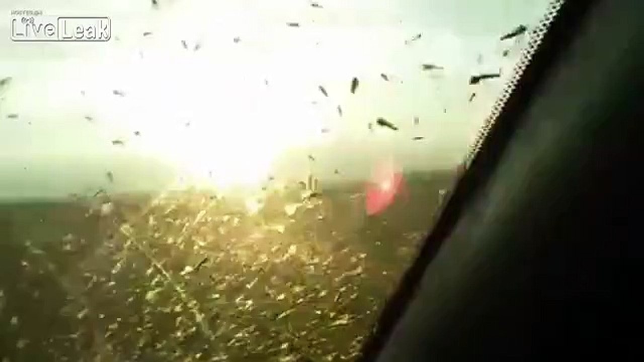 Des millions de moustiques filmés à Singapour par cet automobiliste coincé dans sa voiture