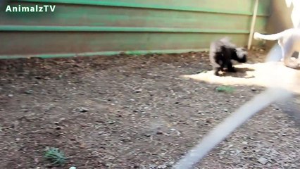 Shumba The White Lion Baby and Cute Dog Playing Together [NEW HD VIDEO 2015]