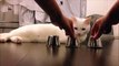 Amazing-intelligent cat-wow-must watch