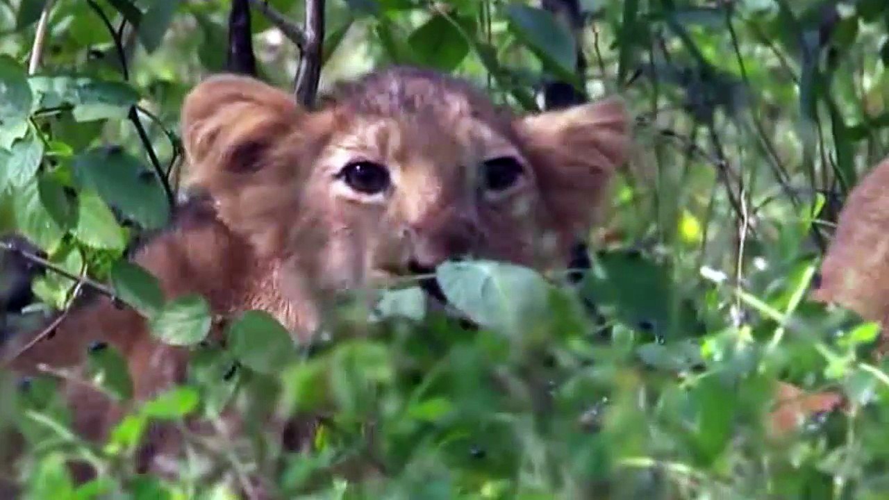 Big Five Asien - Der Löwe | E05/5