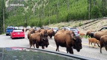 Dozens of bison walk through queue of cars in Yellowstone