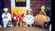 The best cute & funny cat dog pet animal Halloween costume ideas List of 2015