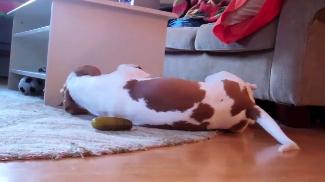 The Ultimate Dog Shaming Cute Dog Maymo