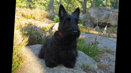 TOP 10 CUTE DOG BREEDS