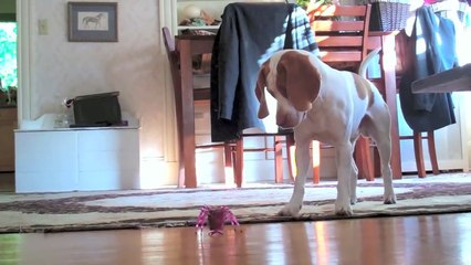 Puppy vs. Robot Inchworm  Cute Dog Maymo