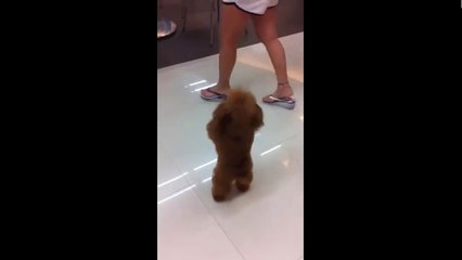 Puppy walks on two legs! funny and cute