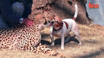 Rescue Dog Kisses Cute Cheetah