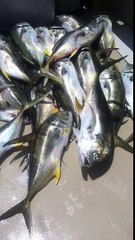 28 Jack Crevalles on a Half Day Trip Aboard Reel Blessed