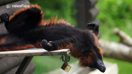 Apes sunbathing on a rare sunny day at an English zoo