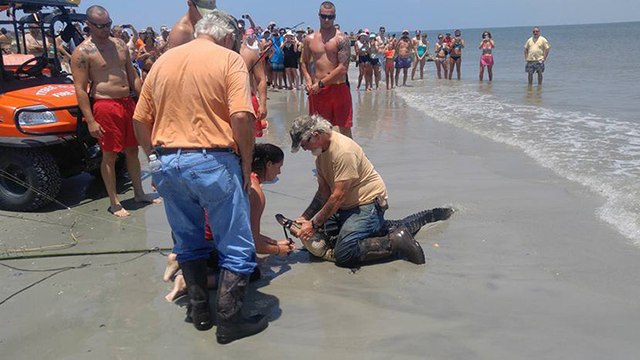 Un alligator attrapé sur une plage de l'Etat de Géorgie