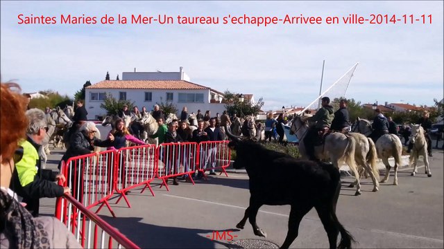 Saintes Maries de la Mer-Un taureau s'échappe-Arrivée en ville-Abrivado longue